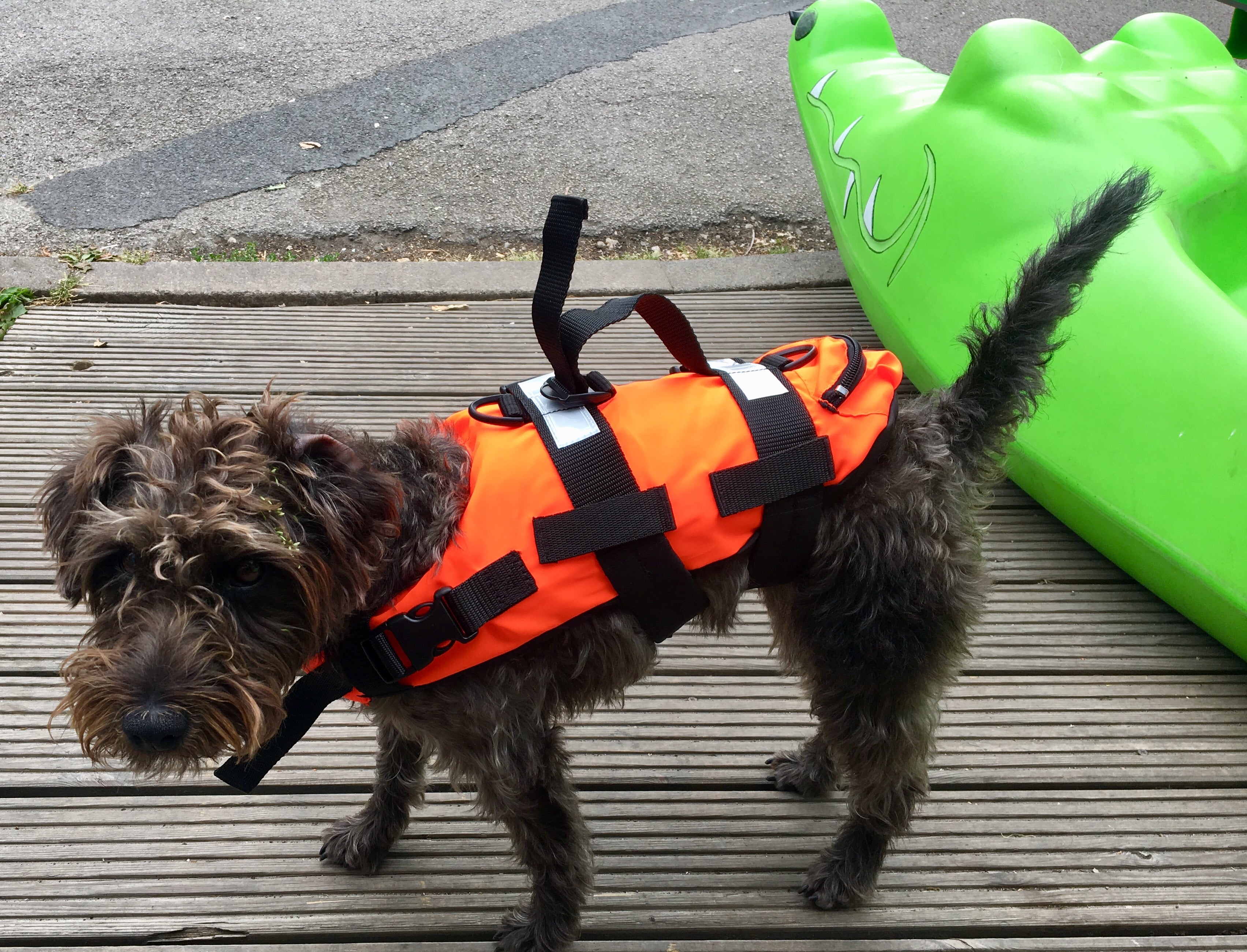 TWF Pet Buoyancy Aid – Windermere Canoe Kayak