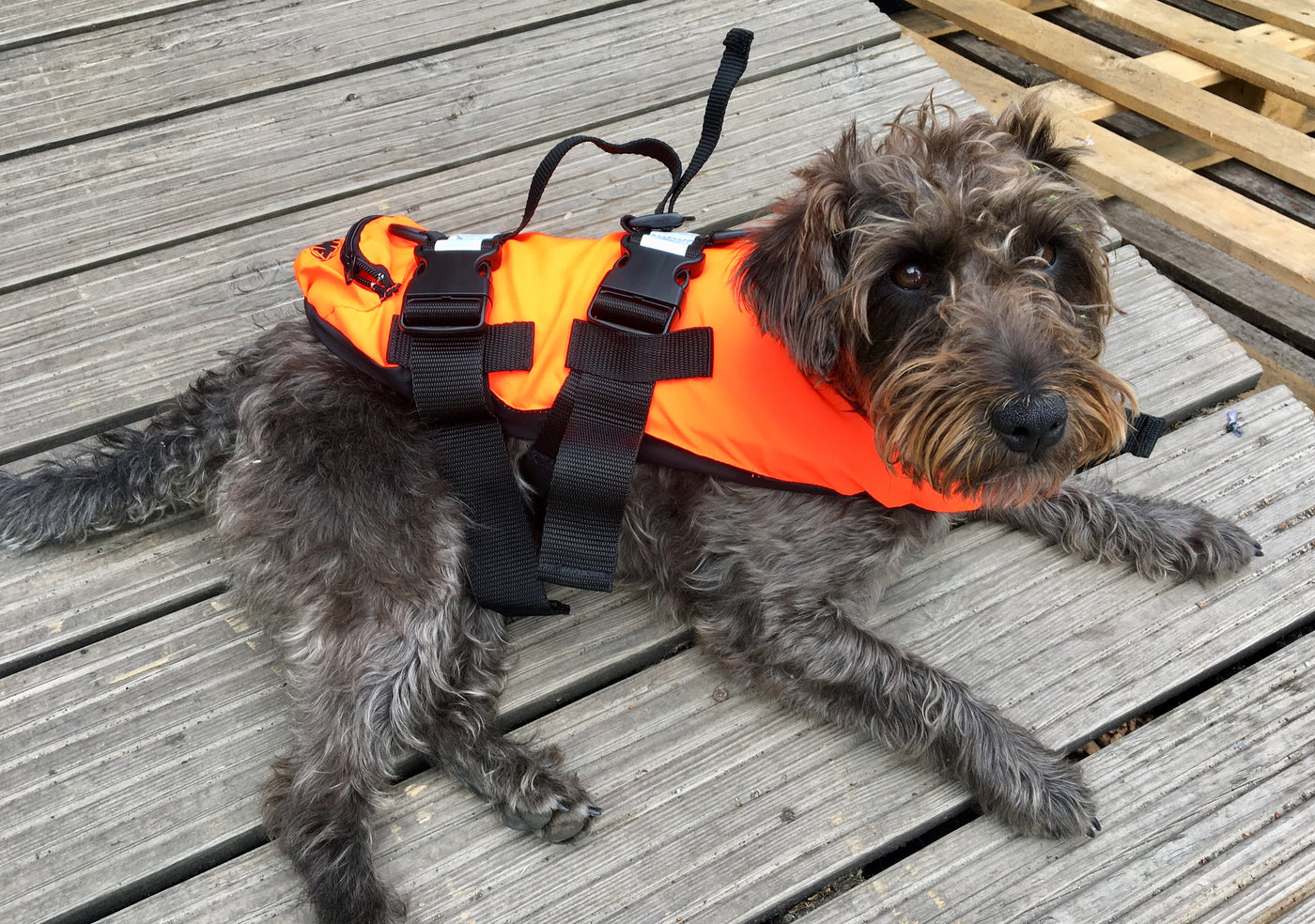 TWF - Pet Buoyancy Aid